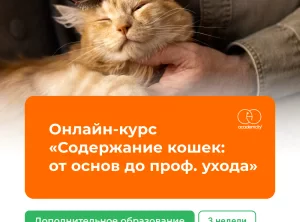 Онлайн-курс Содержание кошек: от основ до проф. ухода